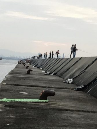 安定の青物坊主