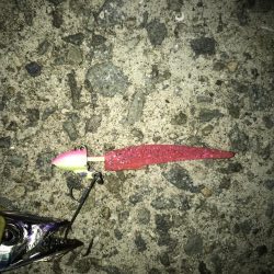 9月23日太刀魚元気