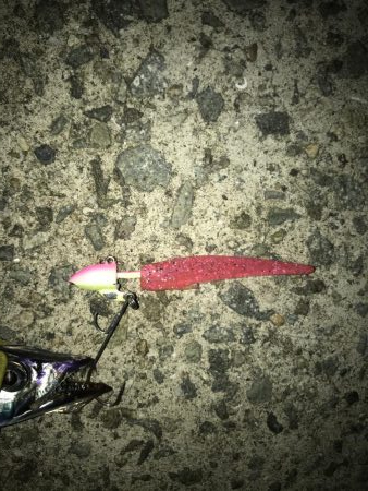 9月23日太刀魚元気