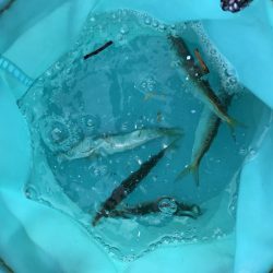 南風発生中、イワシ乱舞中