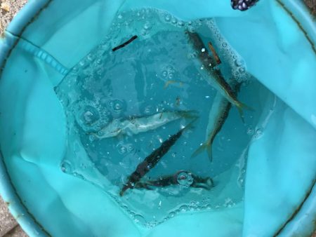 南風発生中、イワシ乱舞中