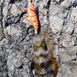 イカの気持ち１