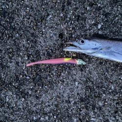 連続釣行じあいが短い！