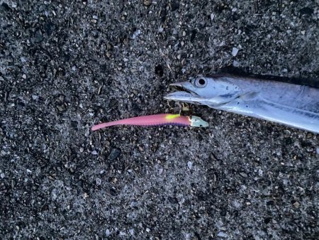 連続釣行じあいが短い！