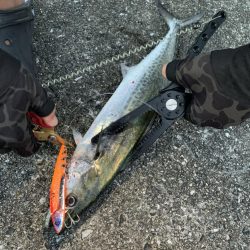 痛恨のバラシが二本