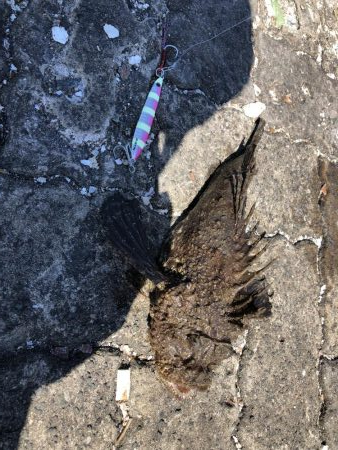 ライトショアジギング