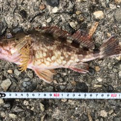 一ヶ月ぶりの釣り