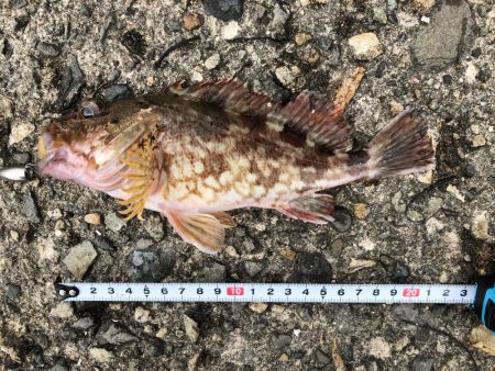 一ヶ月ぶりの釣り