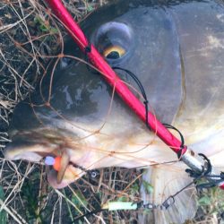 巨鯉釣りでドブ川へ