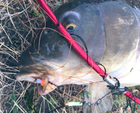 巨鯉釣りでドブ川へ