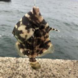 のんびり淡路島見ながら五目釣り