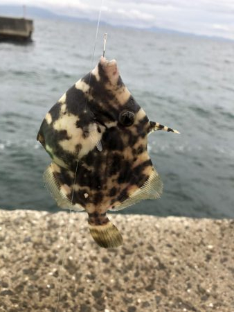 のんびり淡路島見ながら五目釣り