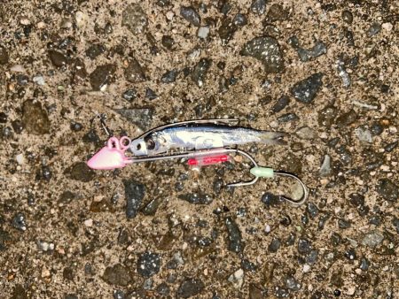 タチウオテンヤ