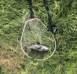 コスモ ジギング