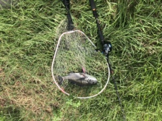 コスモ ジギング