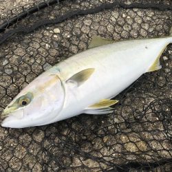 タチウオ狙いで行くも….