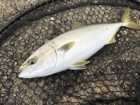 タチウオ狙いで行くも….