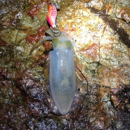 2020 佐渡ヶ島エギング 3回目