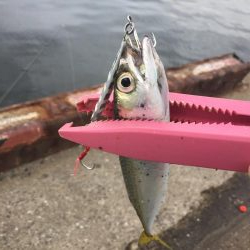 太刀魚はどこ？