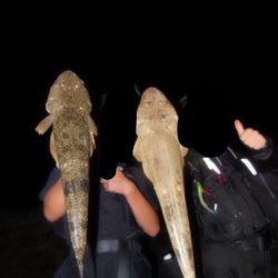 ウェーディングでマゴチcatch!