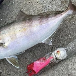 ライトショアジギングでカンパチGET!