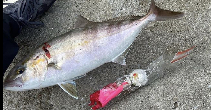 ライトショアジギングでカンパチGET!