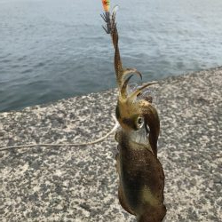 デイエギング 2