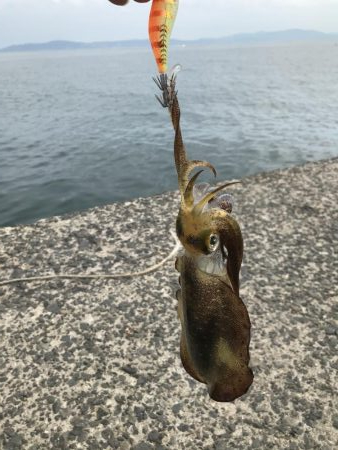 デイエギング 2