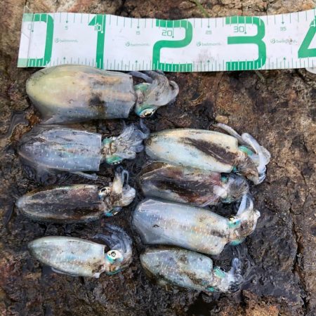 2020 佐渡ヶ島エギング 6回目