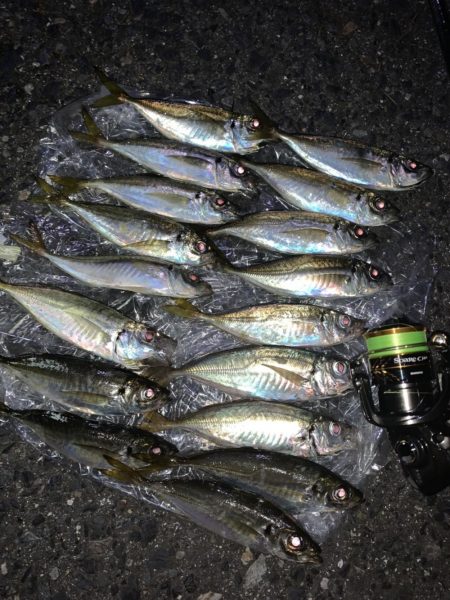 短時間でアジング入れ食い！！！