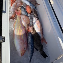 浅川湾でマダイ