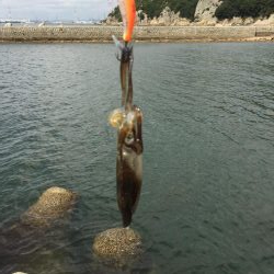 一応今期初アオリ