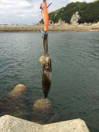 一応今期初アオリ