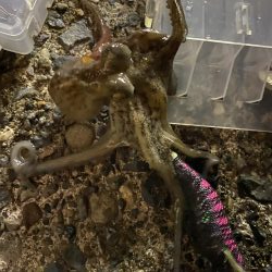 ナイトエギング