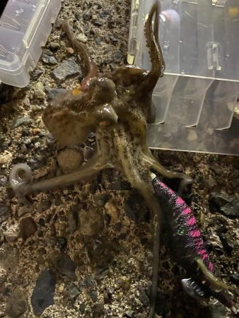 ナイトエギング