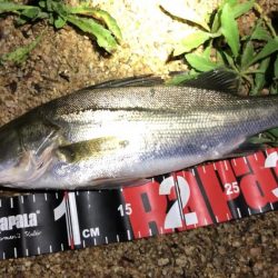 円山川シーバス