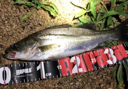 円山川シーバス