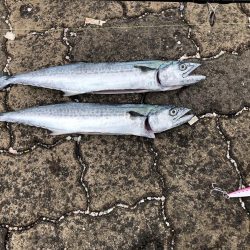 秋の数釣りシーズン?