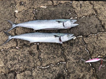 秋の数釣りシーズン?