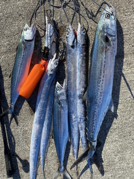 久しぶりのサワラ