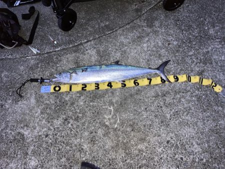 初めてのサワラ