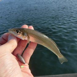 ええサイズのキスが