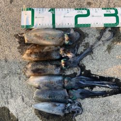 2020 佐渡ヶ島エギング 15回目