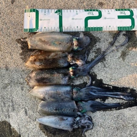 2020 佐渡ヶ島エギング 15回目