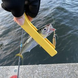 湾奥タチウオ調査