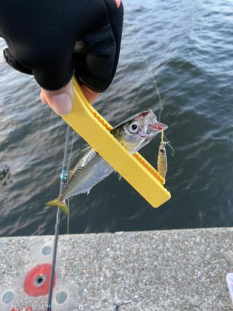 湾奥タチウオ調査