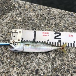 青物祭りちゃうの？