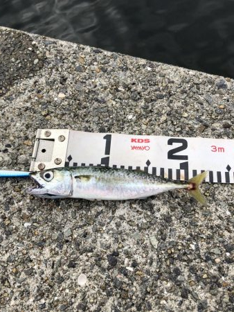 青物祭りちゃうの？