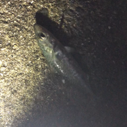 久しぶりアジング