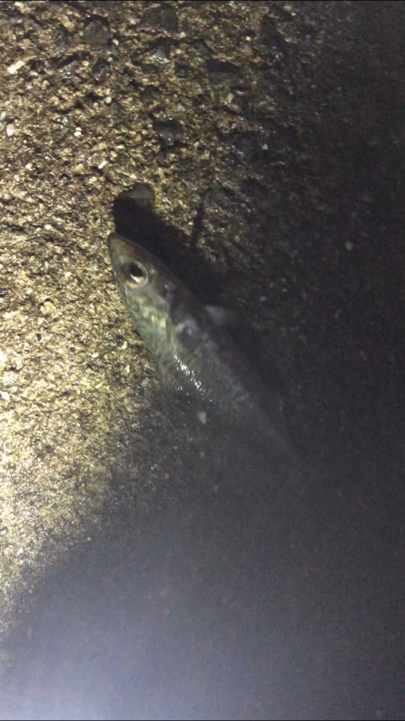 久しぶりアジング